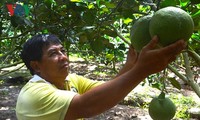 An Giang farmers make a fortune for growing pomelos