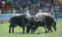 Do Son Buffalo Fighting Festival