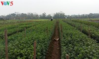 Phu Van village harvests flowers for Tet