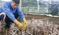 Kon Tum farmers begin medicinal plant crop  