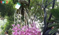 Hanoi hosts annual orchid festival