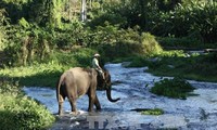 Dak Lak tries to conserve its elephant herds