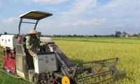 Thai Binh's agricultural economy boosted 