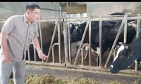 Tan Tai Loc dairy farm - a role model in Soc Trang 