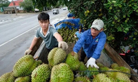 Vietnam likely to earn record 5.6 billion USD from fruit, vegetable exports this year 