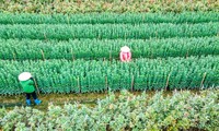 Preparations underway at Tay Tuu flower village ahead of Tet