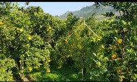 3T Farm, a typical agricultural model in Hoa Binh province