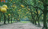 Phuc Dien pomelo garden as a dreamy location to check-in as Tet approaches