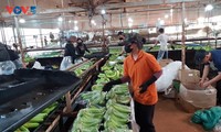 Gia Lai province applies high-tech to banana exports