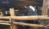 Disadvantaged people given breeding cows to improve livelihood in Gia Lai 