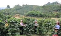 Women-led agricultural cooperatives driving change in Son La 