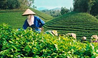 Thai Nguyen aims for a 1 billion USD tea industry by 2030
