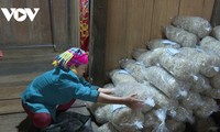 Nung village keeps hand-spread canna vermicelli tradition alive