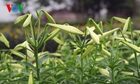 越南林同省大叻市扩大百合花种植面积服务春节需求