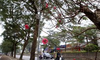 First sight of blossoming peach trees in Hanoi 