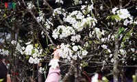 Stunning wild pear flowers line streets of Hanoi