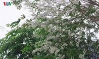 Sua flowers brighten Hanoi’s streets