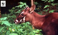 Le premier centre de reproduction des Saola bientôt créé au Vietnam