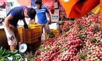 Hai Duong exporte 9.500 tonnes de litchis