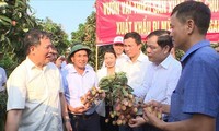 Hai Duong expédie son premier lot de litchis à trois pays 