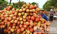 Japon : deux tonnes de lichits vietnamiens épuisées en 24 heures