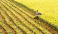 Un engagement de la Suisse pour la riziculture du Vietnam