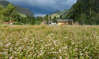 Hà Giang et les fleurs de sarrasin