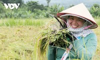 "Mùa vàng" nơi rẻo cao Lai Châu