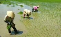 ベトナムでの稲作用地の確保