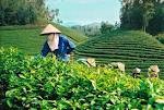 ベトナム茶の商標づくり