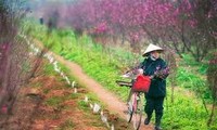 旧正月テトに花を飾る習慣