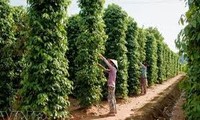 ベトナム、コショウ輸出最大国となる
