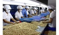 ベトナムのカシューナッツの輸出、世界トップ