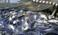 チャ魚養殖業に対する米国の農業政策