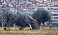 フック・トゥ 県、水牛の闘いが行われる