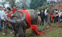 テイ族のロントン（Long Tong）祭り