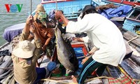 ベトナムのマグロ漁獲