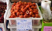 ベトナムライチ、豪に初輸出