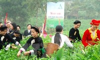 タイグエン省のタンクオン茶の産地、地元観光地として認定