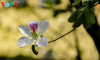 ディエンビエン省は「バンの花祭り」