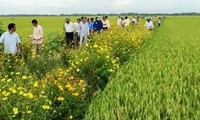 稲田の境界あぜ道に花を植えるモデル開発