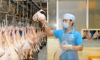 ベトナム産鶏肉製品を日本に初めて輸出