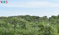 2万羽の鷺が集まる公園を訪ねて