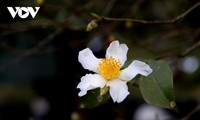 ビンリエウ県のアブラツバキ（油茶）花