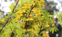 イエントゥ山の梅の花