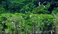 ニンビン省におけるトゥンニャム野鳥公園