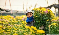 花を生産するハノイ郊外のテイテュー村