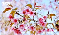 春を告げる北西部独特の花