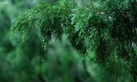 穏やかな雨にちなんだピアノ演奏