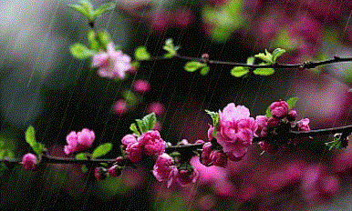 ベトナムの春によく歌われる人気のある歌